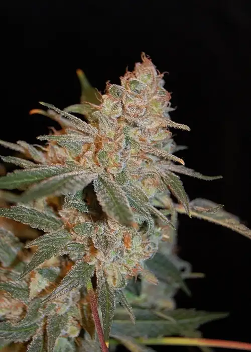 Cherry Bomb Auto by Bomb Seeds, Autoflower cannabis strain