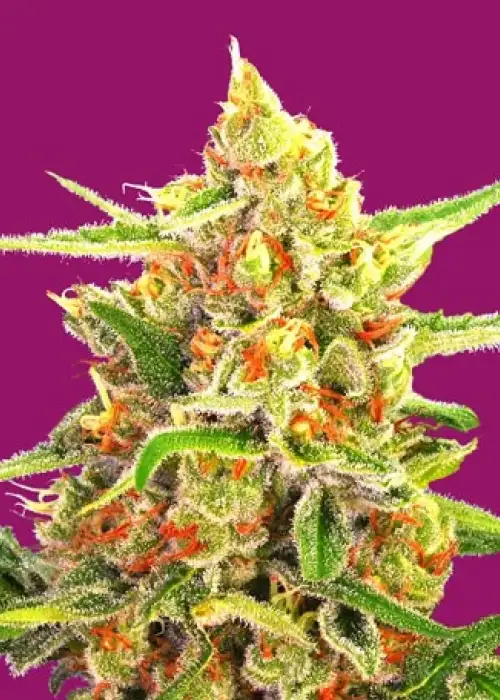 Cherry Bomb by Bomb Seeds, Photoperiod cannabis strain