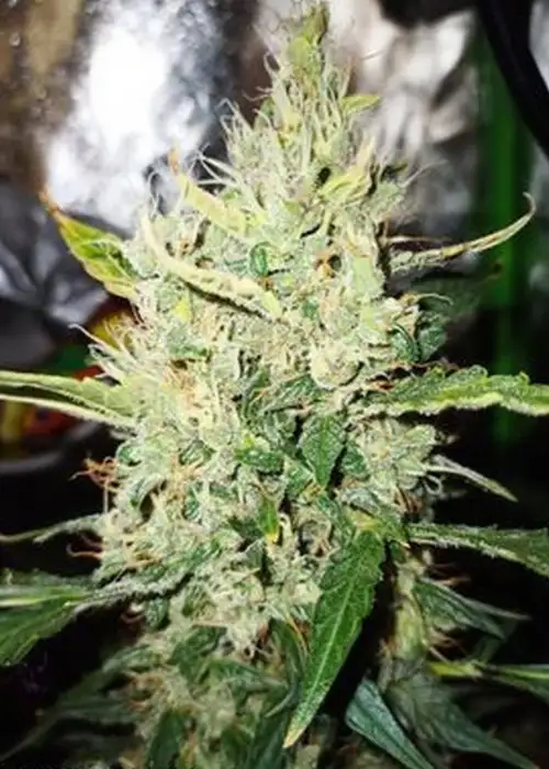 Cherry Cheese Skunk by SoFem Genetics, Autoflower cannabis strain
