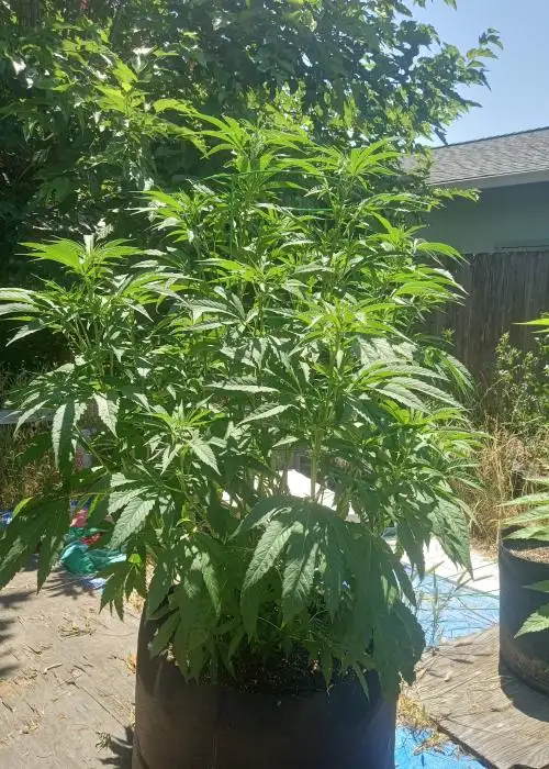 Cherry Cheetah by Equilibrium Genetics, Photoperiod cannabis strain