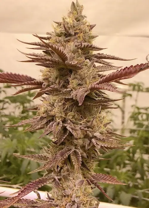Cherry Cookie Bx2 by Relentless Genetics, Photoperiod cannabis strain
