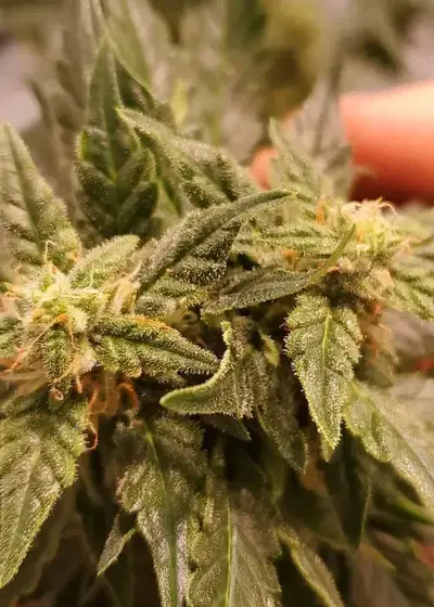 Cherry Cookies v2 by Wicked Pissah Seeds, Autoflower cannabis strain