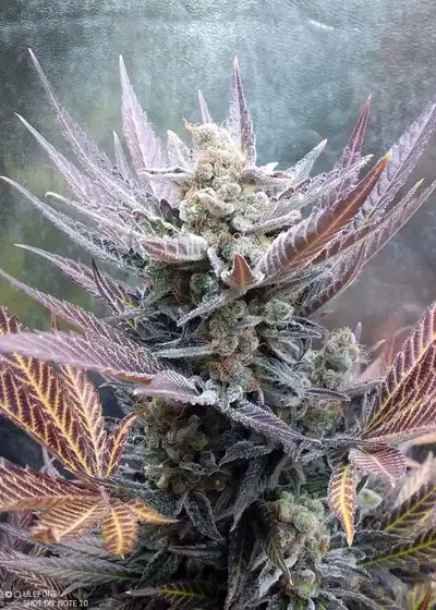 Cherry Cookies by Pure Instinto, Photoperiod cannabis strain