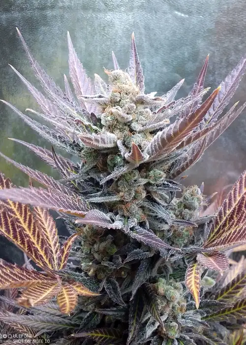 Cherry Cookies by Pure Instinto, Photoperiod cannabis strain