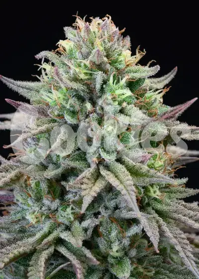 Cherry Cooks by Cookies Seed Bank, Photoperiod cannabis strain