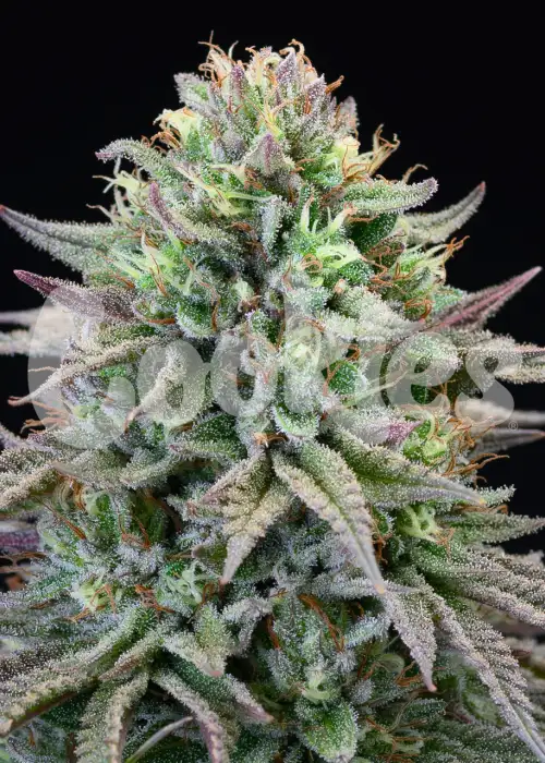 Cherry Cooks by Cookies Seed Bank, Photoperiod cannabis strain