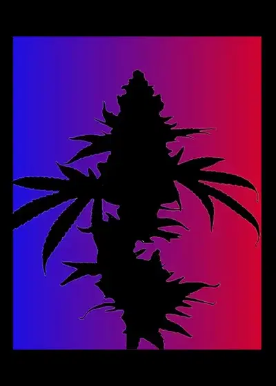 Cherry Crisp by Homegrown Genetics, Photoperiod cannabis strain