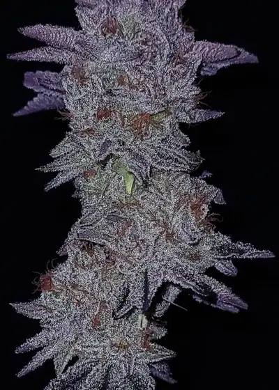 Cherry Cuntz by G.O.A.T Genetics, Photoperiod cannabis strain