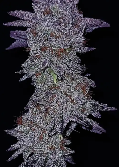 Cherry Cuntz by G.O.A.T Genetics, Photoperiod cannabis strain