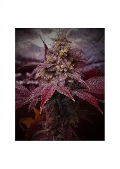 Cherry Dragon F3 by 7 East Genetics, Photoperiod cannabis strain