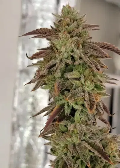 Cherry Driver by Relentless Genetics, Photoperiod cannabis strain