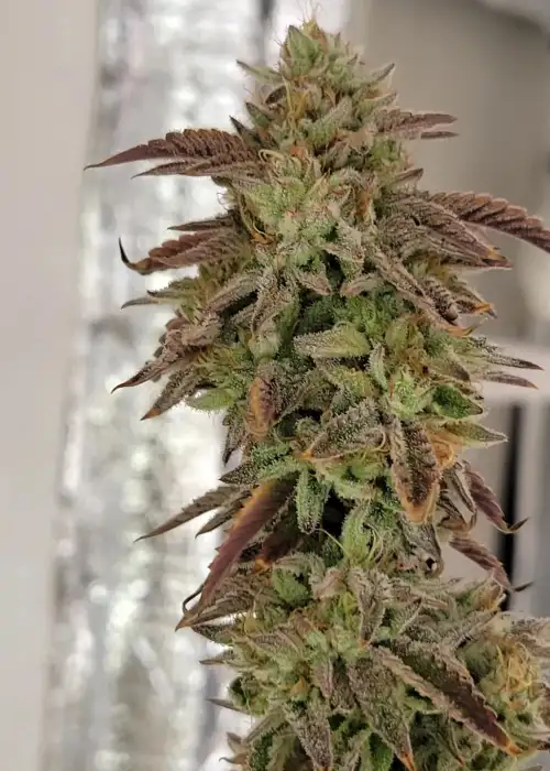 Cherry Driver by Relentless Genetics, Photoperiod cannabis strain