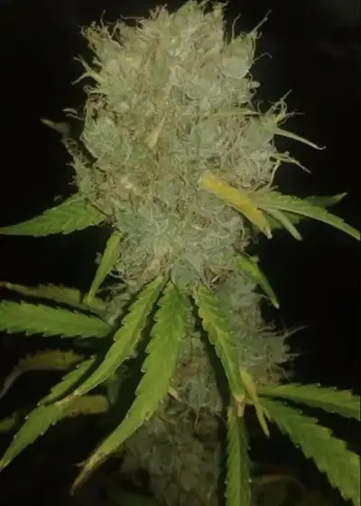Cherry Fog Auto by Wicked Pissah Seeds, Autoflower cannabis strain