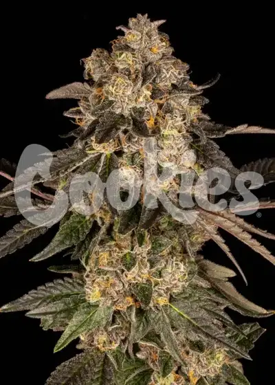 Cherry Fritter by Cookies Seed Bank, Photoperiod cannabis strain