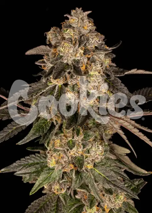 Cherry Fritter by Cookies Seed Bank, Photoperiod cannabis strain