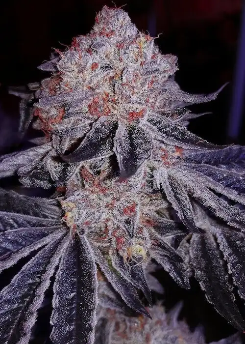 Cherry Gar-see-ya R1 by ETHOS Genetics, Photoperiod cannabis strain