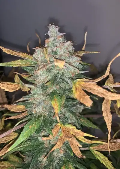 Cherry Grapefruit Auto by Keraseeds, Autoflower cannabis strain