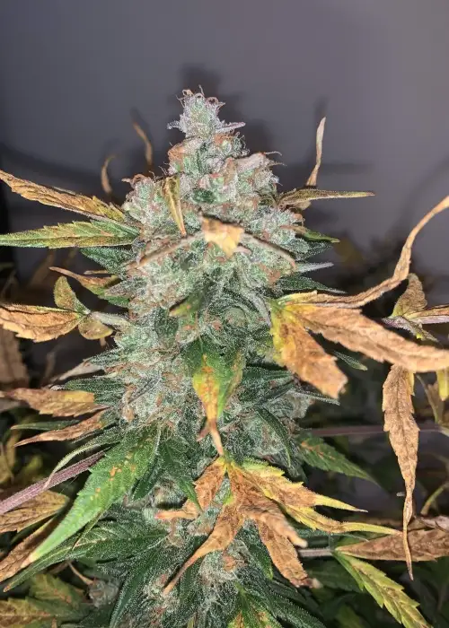 Cherry Grapefruit Auto by Keraseeds, Autoflower cannabis strain