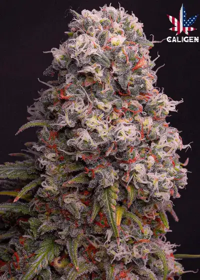 Cherry Ice Cream Auto by Caligen, Autoflower cannabis strain