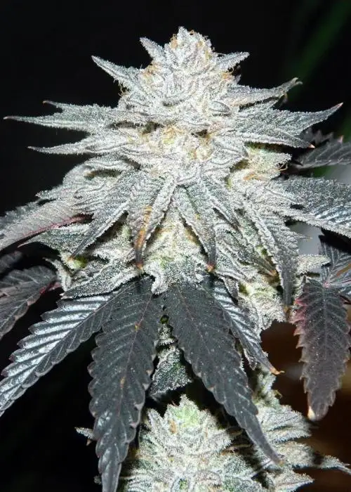 Cherry Lime Soda by Green Dot Labs, Photoperiod cannabis strain
