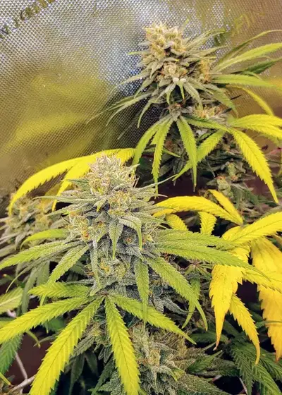Cherry Lotus by Bodhi Seeds, Photoperiod cannabis strain