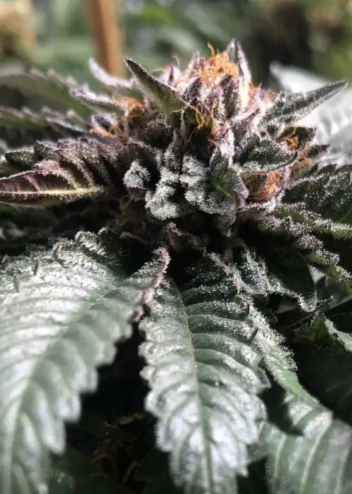 Cherry Moon Pie by Big Buddha Seeds, Photoperiod cannabis strain