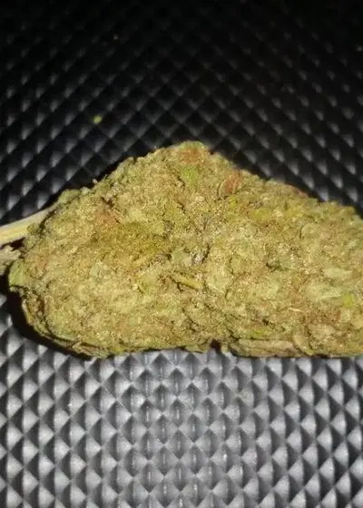Cherry Octane by Relentless Genetics, Photoperiod cannabis strain