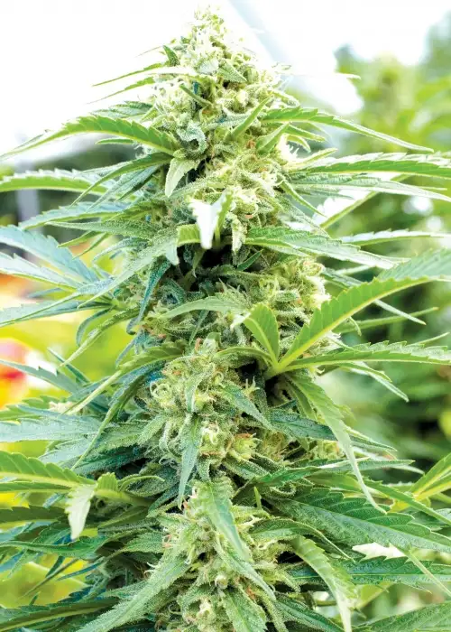 Cherry OG by Emerald Triangle Seeds, Photoperiod cannabis strain