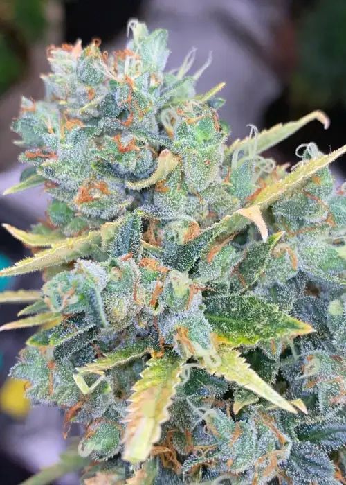 Cherry Pebbles Auto by Wicked Pissah Seeds, Autoflower cannabis strain