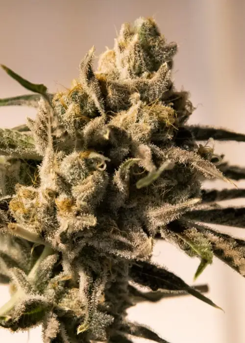 Cherry Pie Fast by High Speed Buds, Autoflower cannabis strain