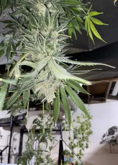 Cherry Pie by Tanie Sianie cannabis strain
