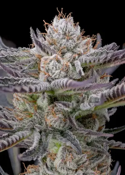 Cherry Popperz by Super Dope, Photoperiod cannabis strain