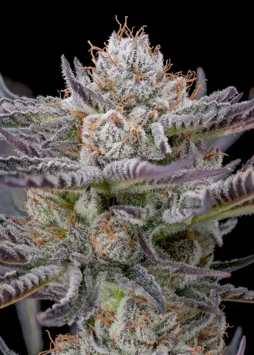 Cherry Popperz by Super Dope, Photoperiod cannabis strain