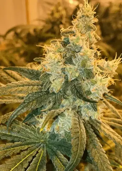 Cherry Punch by Symbiotic Genetics, Photoperiod cannabis strain