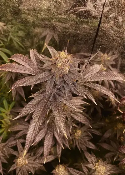 Cherry Runtz by Ganja Farmer, Photoperiod cannabis strain