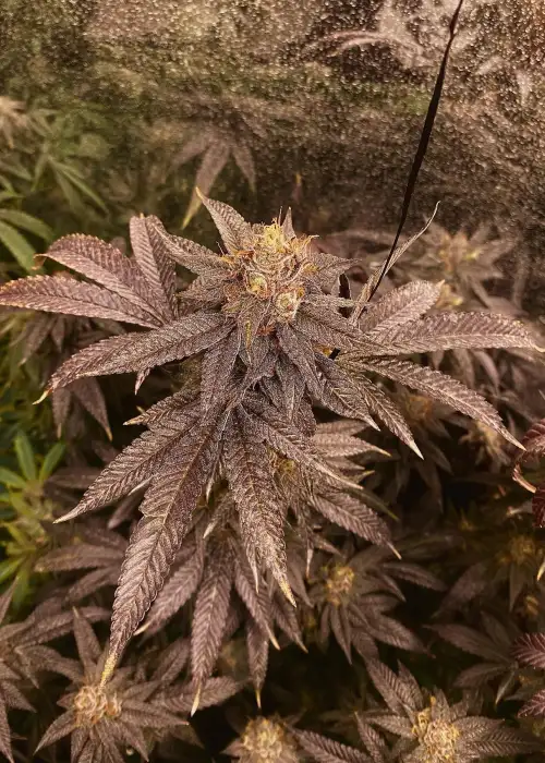 Cherry Runtz by Ganja Farmer, Photoperiod cannabis strain