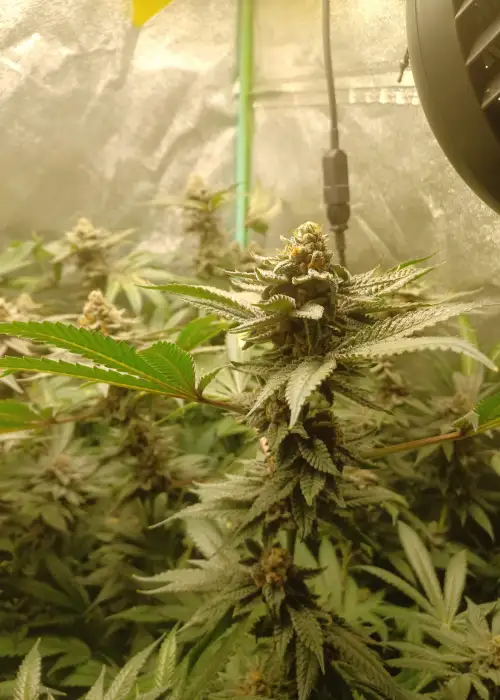 Cherry Sorbetto by Relentless Genetics, Photoperiod cannabis strain