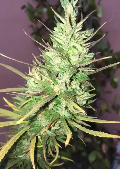 Cherry Wine F2 by Greenpoint Seeds, Photoperiod cannabis strain