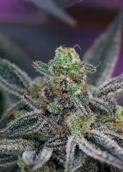 Cherrygasm cannabis strain