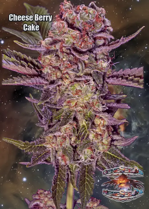 Chesee Berry Cake by GeneSeeds - NemeSeeds, Photoperiod cannabis strain