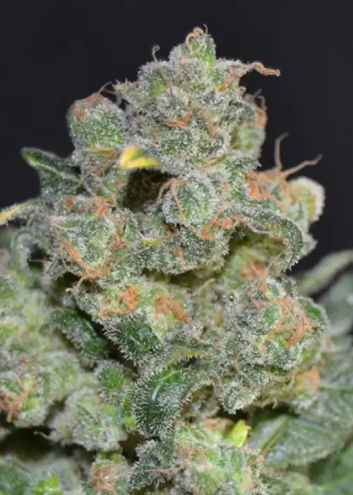Chesse by CBD Seeds, Photoperiod cannabis strain
