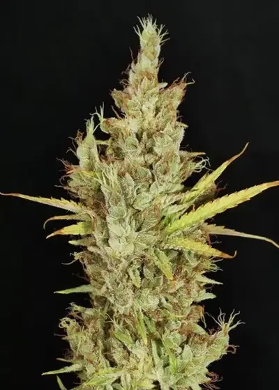 Chick Magnet by Mass Medical Strains, Photoperiod cannabis strain
