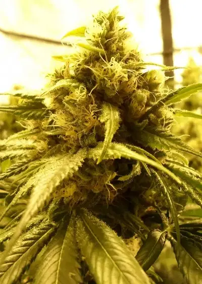 Chiesel by The Devils Harvest Seeds, Photoperiod cannabis strain