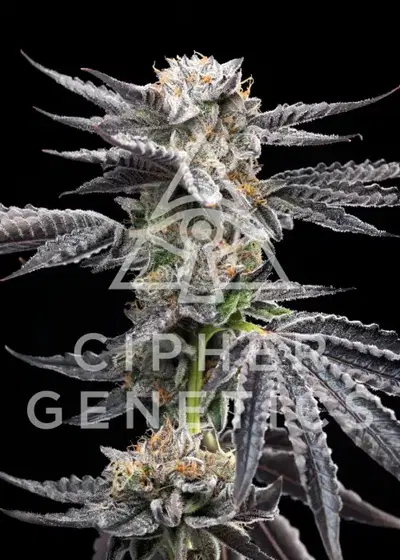 Chikitaz by Cipher Genetics, Photoperiod cannabis strain