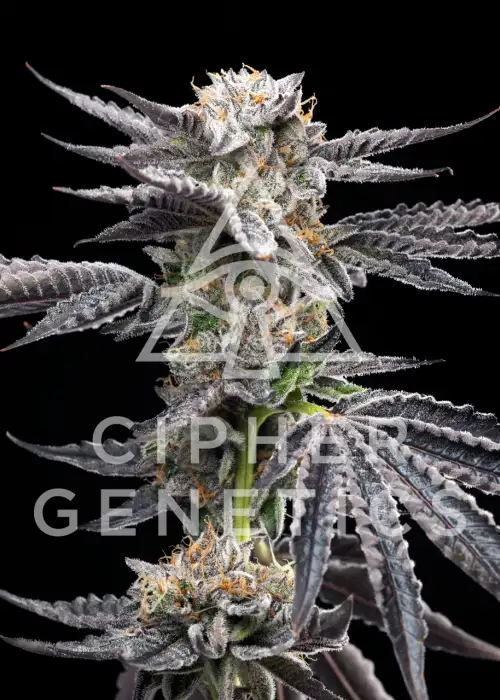 Chikitaz by Cipher Genetics, Photoperiod cannabis strain