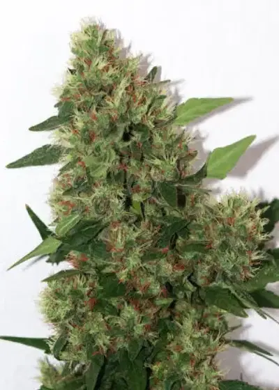Chill-OM by Mandala, Photoperiod cannabis strain