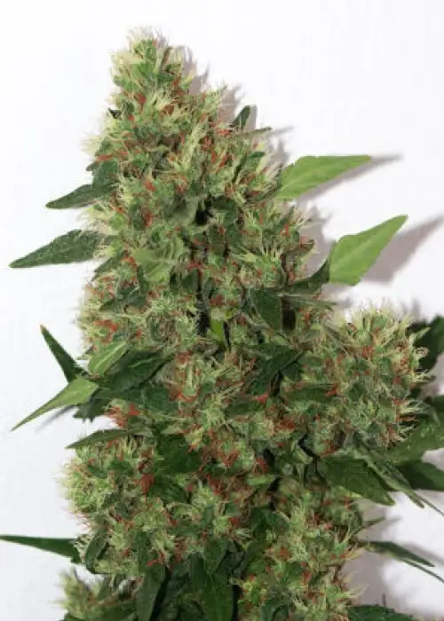 Chill-OM by Mandala, Photoperiod cannabis strain