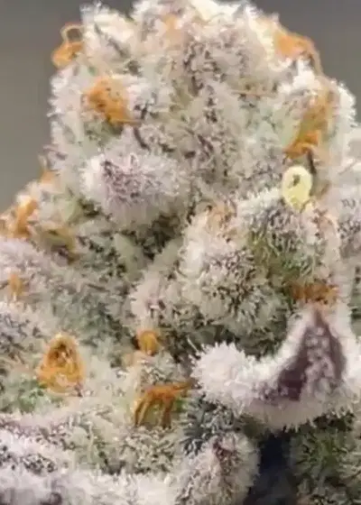 Chimera 3 S1 by Beleaf Cannabis, Photoperiod cannabis strain