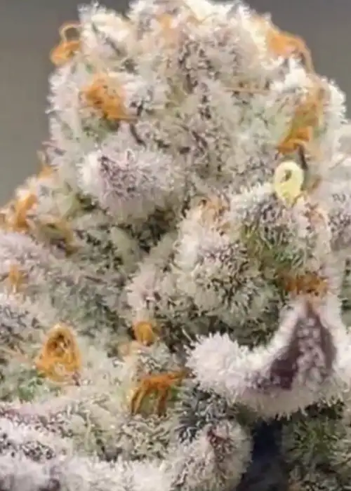 Chimera 3 S1 by Beleaf Cannabis, Photoperiod cannabis strain