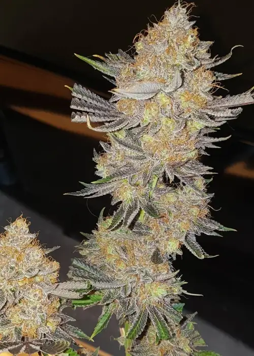 Chinook Haze by Greenpoint Seeds, Photoperiod cannabis strain